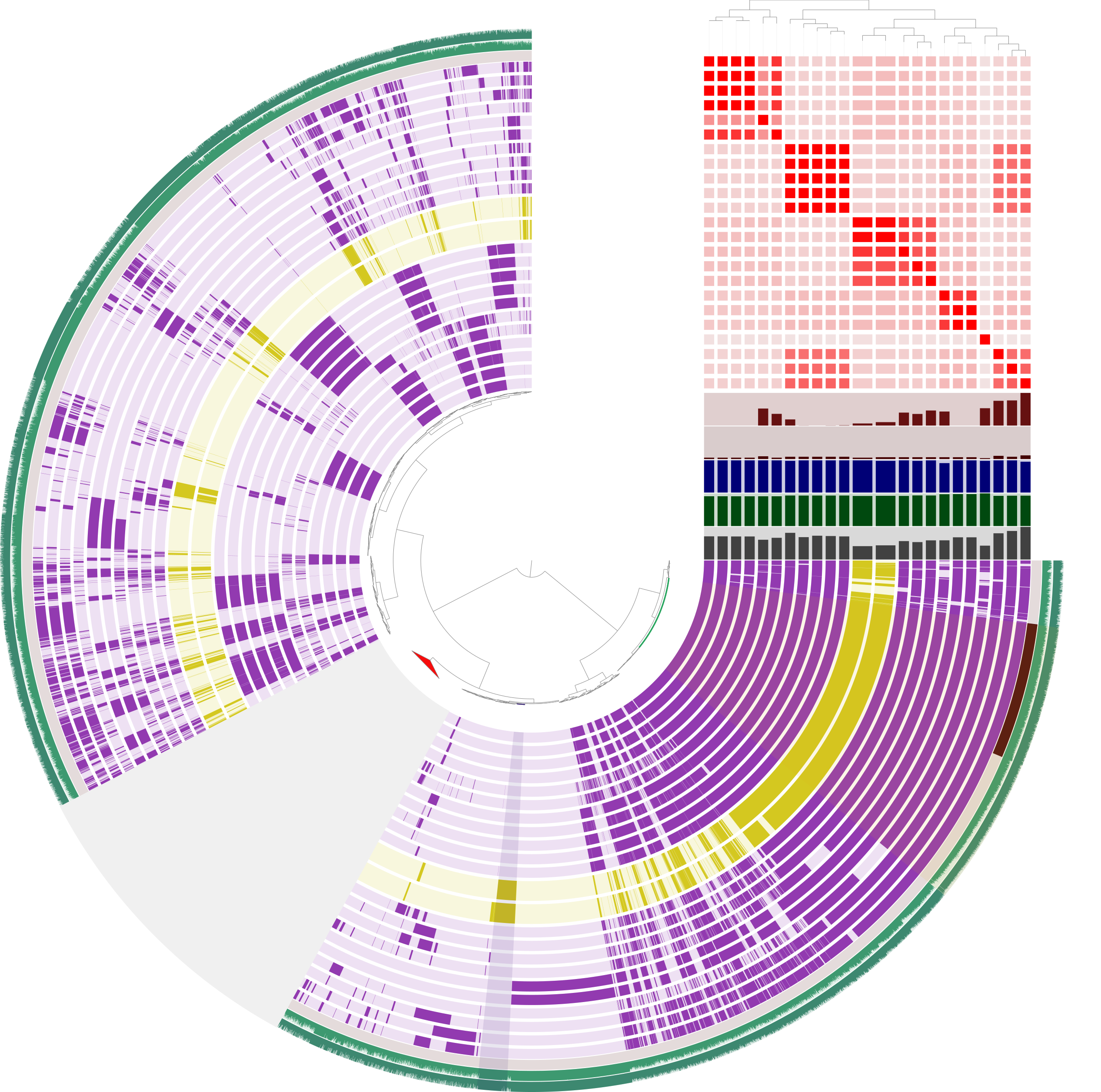 Pangenome visualization